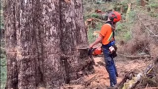 Falling & bucking 5ft hemlock