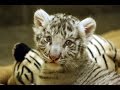 360º VIDEO: Meet Peppermint, the 3-month-old baby white tiger cub