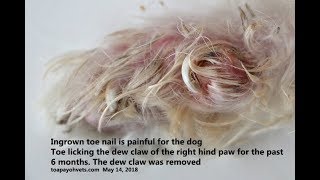 A 9-year-old Shih Tzu had a very painful right hind paw - ingrown toe nail