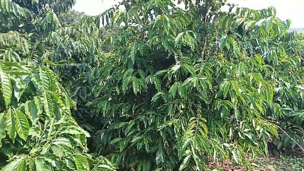 Xã Quảng Phú. Lâm Đồng 