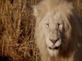 BBC One Documentary: Ingenious Animals