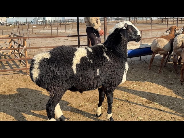 Multfilmlar HD Anal jinsiy aloqada oyinchoqlar