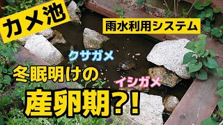 【カメ池】冬眠明けの産卵期？イシガメ・クサガメ