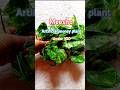 meesho artificial money plant under 100#meesho #moneyplant #affordable #shorts