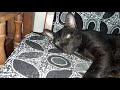 KAALU the Cat Fights for His Territory 🐾 | Funny Cat Snoring &amp; Sleeping Moments!
