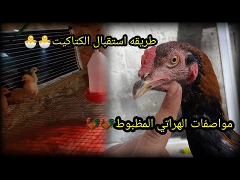كيف اعرف مواصفات الدجاج الهراتي المضبوط تعالوا ويايه نستقبل الفراخ