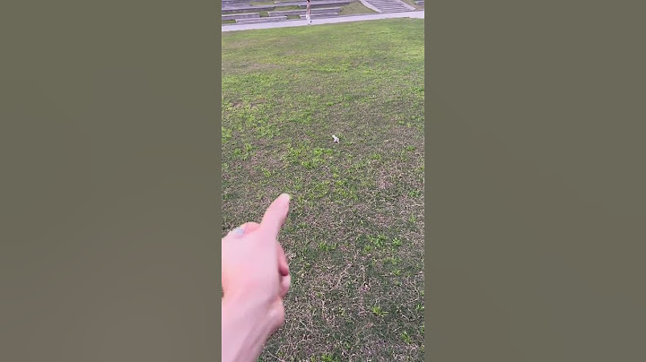 Poor Sugar Glider Was Caught By An Eagle #cutePets #animals #sugarglider #funny