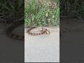독사 뱀이 두꺼비를 덮쳤다… 도로 위 실전 사냥! 🐍🐸🔥snake ambushes a toad… wild roadside