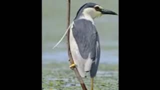 SUARA BURUNG KOAK TERBARU