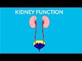 Understanding the Human Kidney