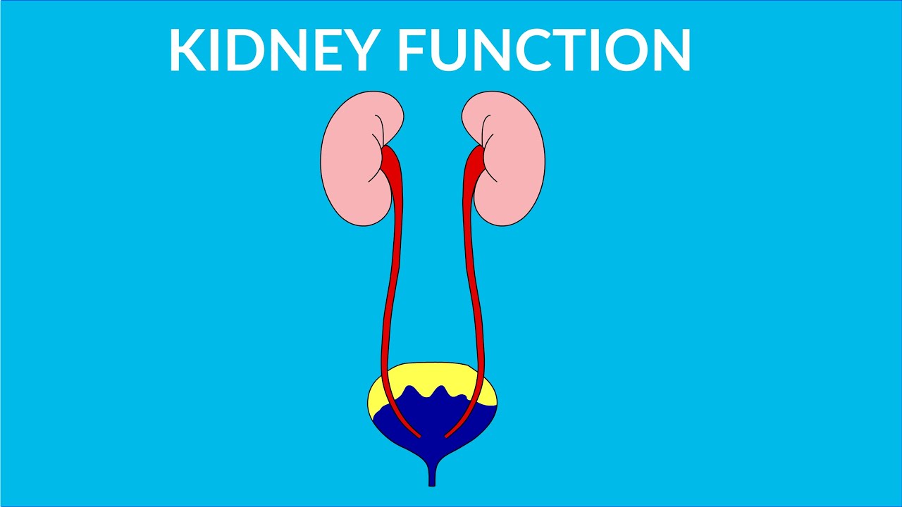 Kidney Functions in human body - video for kids - YouTube