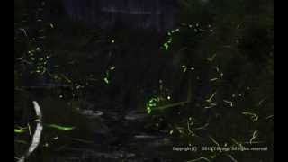 蛍 ホタル In京都府亀岡市西別院町犬甘野 Youtube
