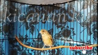 blacksang gacor // cengkok enak // cocok untuk masteran kenari sanger blacktroat