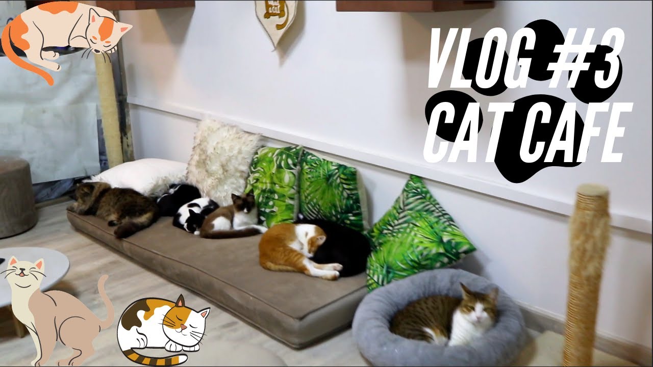 CAT CAFE IN DUBAI VLOG 3! YouTube