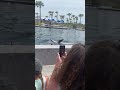 Dolphins 🐬 #dolphin #dolphintricks #animalshorts