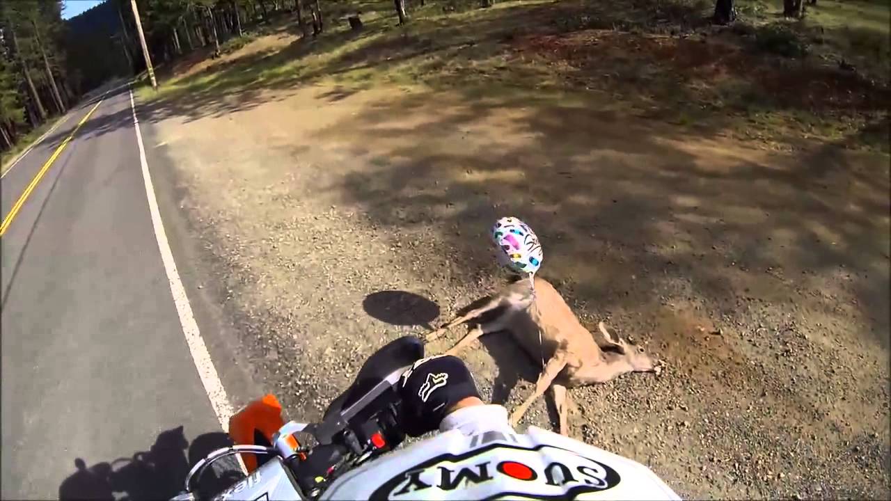 Motorcyclist Comes Upon Dead Deer With a Get Well Soon Balloon