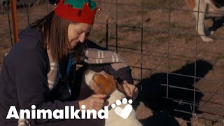 Watch a former animal testing lab transform into an animal sanctuary | Animalkind by Humankind 366 views 1 day ago 2 minutes, 37 seconds