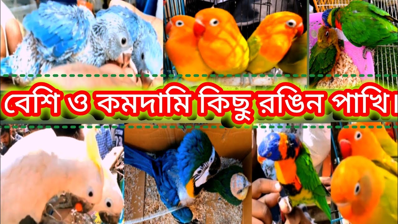 মিরপুর পাখির হাটে এসেছে বেশি ও কম-দামি কিছু রঙিন পাখি আছে টিয়া ও কোকাটেল পাখি। 