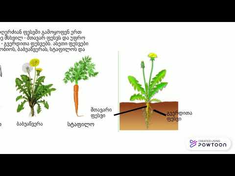 როგორი ფესვი აქვს მცენარეს? (თ.ვ).