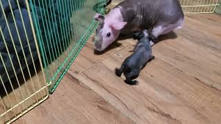 bbies follow mum #guineapiggies #cavy #guineapig #guineapigslove #rodent #skinnypig #guineapiggy