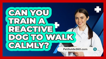 Can You Train A Reactive Dog To Walk Calmly? - PetGuide360.com