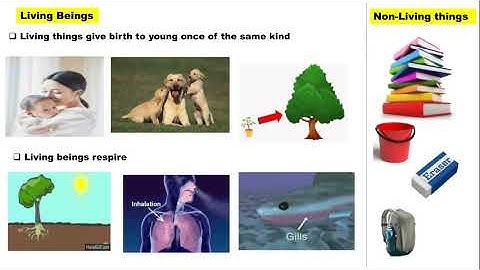 STATE -3rd std EVS Lesson - 3 JUDGEMENT OF THE OWL ,completed.