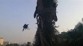 2 Crows VS 1 little Squirrel