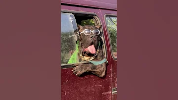 الحلقة التانية من مسلسل جاتا Dog Rottweiler Pets Dogs كلاب 