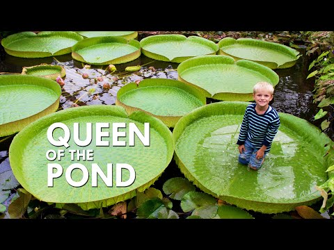 Video: Hvilken blomst er der på en liljepude?