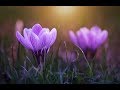 Peaceful Music, Relaxing Music, Instrumental Music, "One Golden Moment" by Tim Janis
