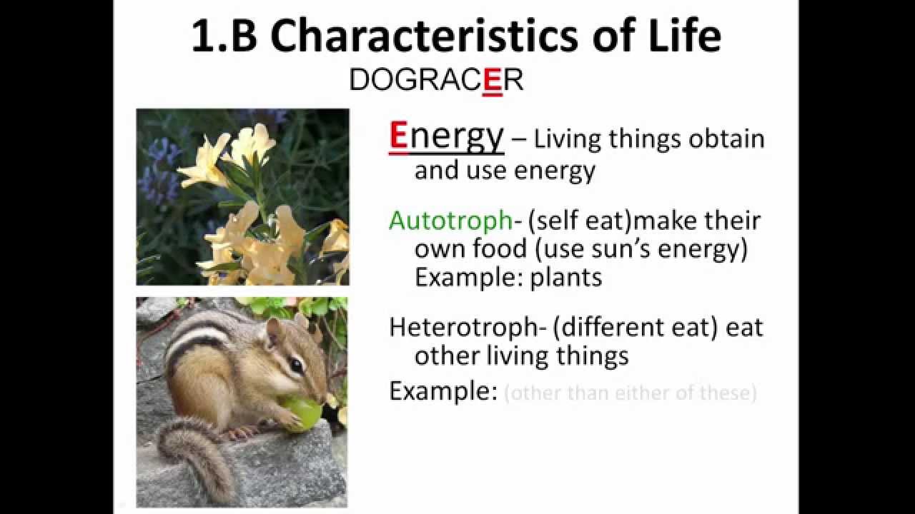 01 B Characteristics Of Life Youtube