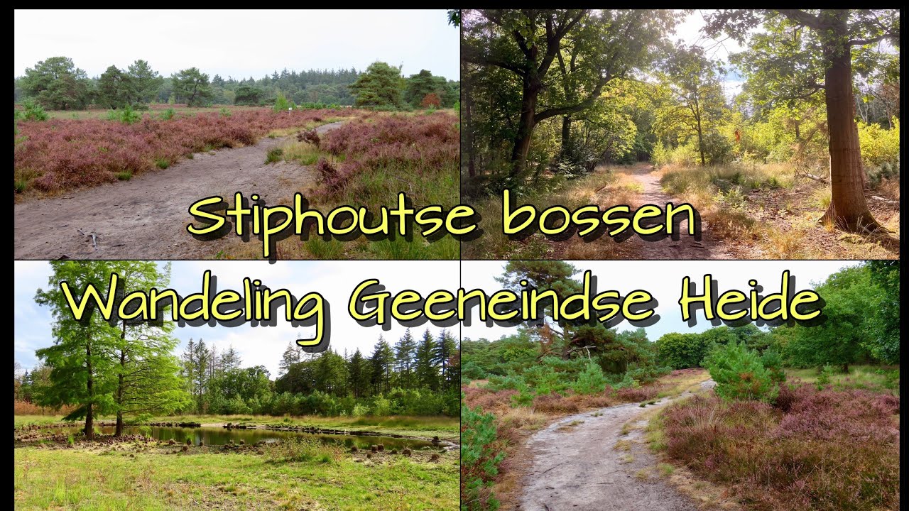 Natuurgebied Stiphoutse bossen, vennen en paarse heide, Geeneindse bossen Helmond