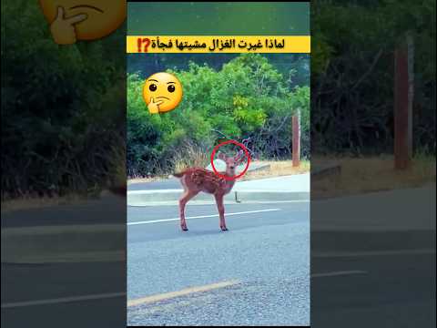 عندما شاهدت الغزال المصور فجأة غيرت مشيتها 