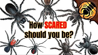 How Dangerous are Australian Spiders REALLY?