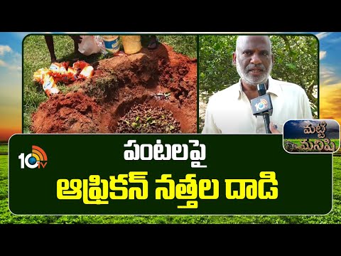 Crop Damage By Snail : పంటలపై ఆఫ్రికన్ నత్తల దాడి | Matti Manishi | 10TV News - 10TVNEWSTELUGU