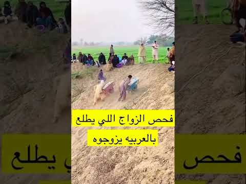فحص الزواج الي يطلع العربيه يزوجوه