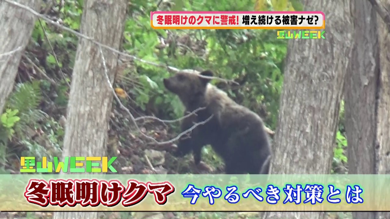 Beware of bears emerging from hibernation! What you can do now