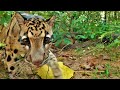Clouded Leopard Checks Out The Camera. 4K