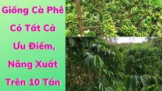 Giống Cà Phê Xanh Lùn ( Trường Sơn, TS5 ) & Những Ưu Điểm  | Giang Lang Thang