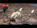 NASA Perseverance Rover Latest Images SOL 1845 | Mars Panoramic 4k video | Mars photos