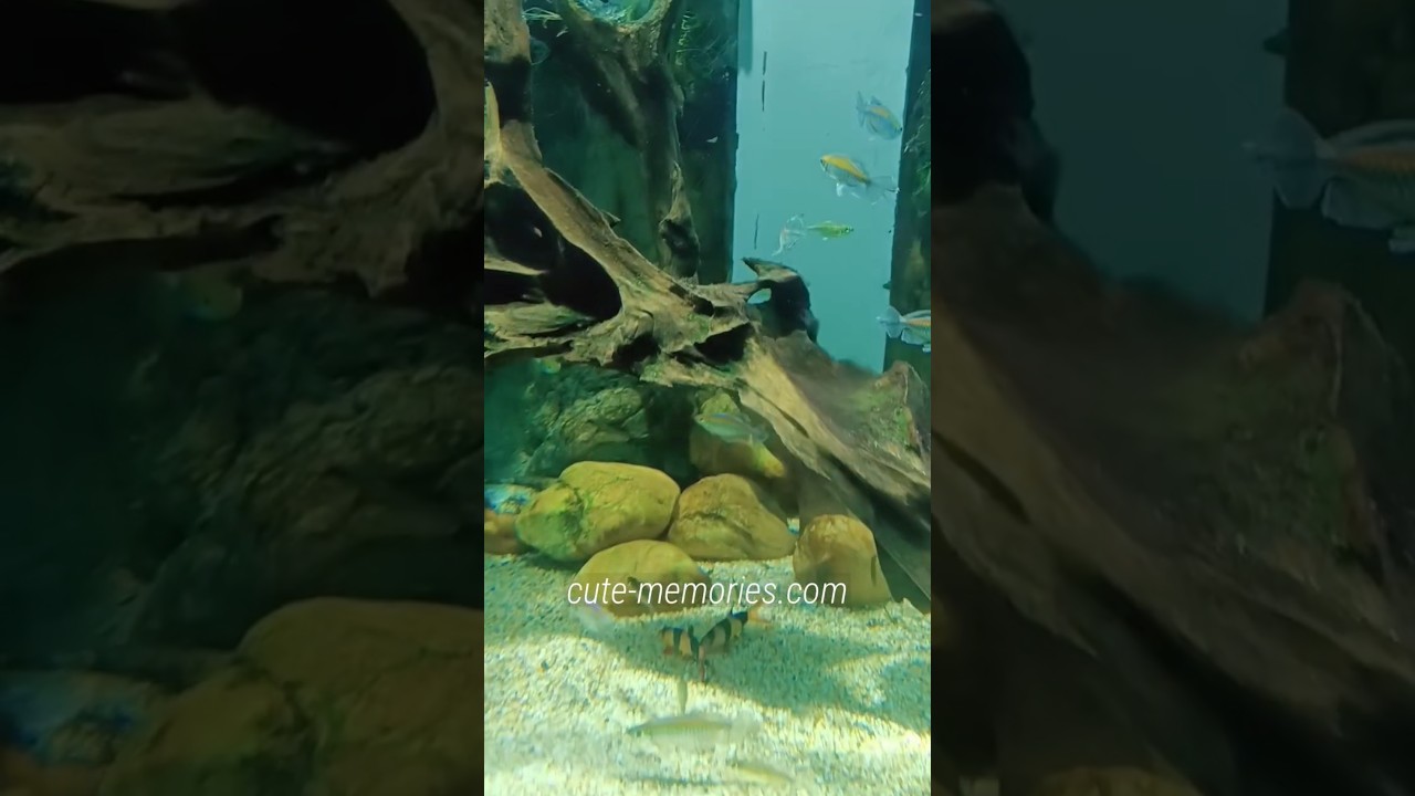 Uyi Amma Uyi Amma | Dubai Underwater Zoo | #uyiamma #underwaterzoo