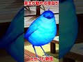 【FGO】家主が魔法使いの夜のコラボイベントを勧めてくれる理由がわかった瞬間【#ポテポ /新人Vtuber】 #shorts #fgo #相棒のマメルリハインコのソルトくんのそっくりさんいた!!!!