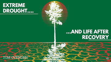 How do trees respond to extreme drought? - SciComm animation or cutting edge forest research