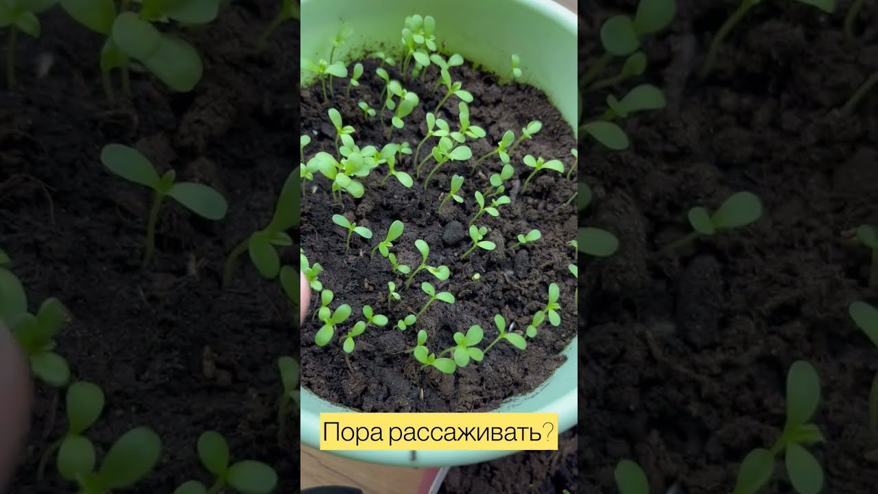 Купить Рассаду Петунии В Екатеринбурге