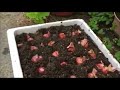 MENANAM BAWANG MERAH DI POLIBAG 