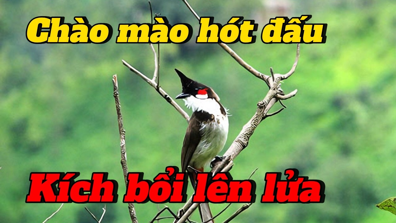 chào mào hót kích bổi căng lửa | dìu chim yếu lửa hót