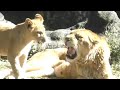 「安らかに」高齢ライオンのリリー旅立つ！！とべ動物園にて