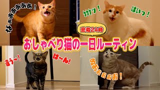 ”おしゃべり猫”たちの1日に密着したらツッコミ所満載なんだがww