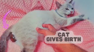 My Cat is Giving Birth to 5 Beautiful Kittens | The Miracle of Life by Rhambouy 84,497 views 1 year ago 9 minutes, 55 seconds