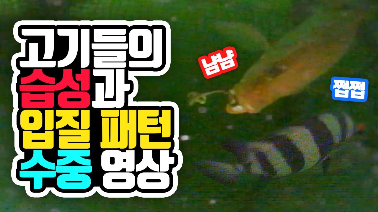 바다 좌대 낚시 수중 촬영 (feat.고기들의 습성과 입질포착) underwater camera fishing YouTube